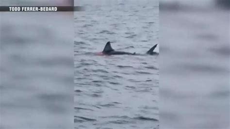 First white shark of the season spotted off Cape Cod